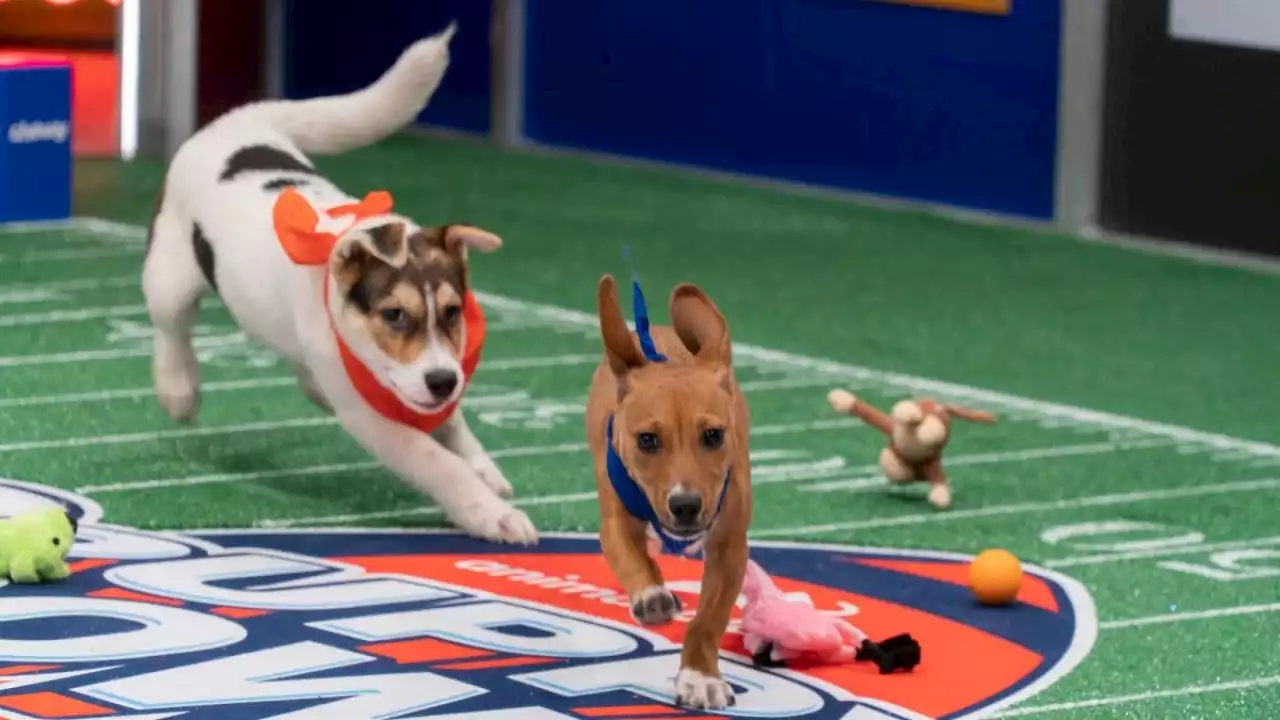 How to Watch the 2023 Puppy Bowl on Super Bowl Sunday