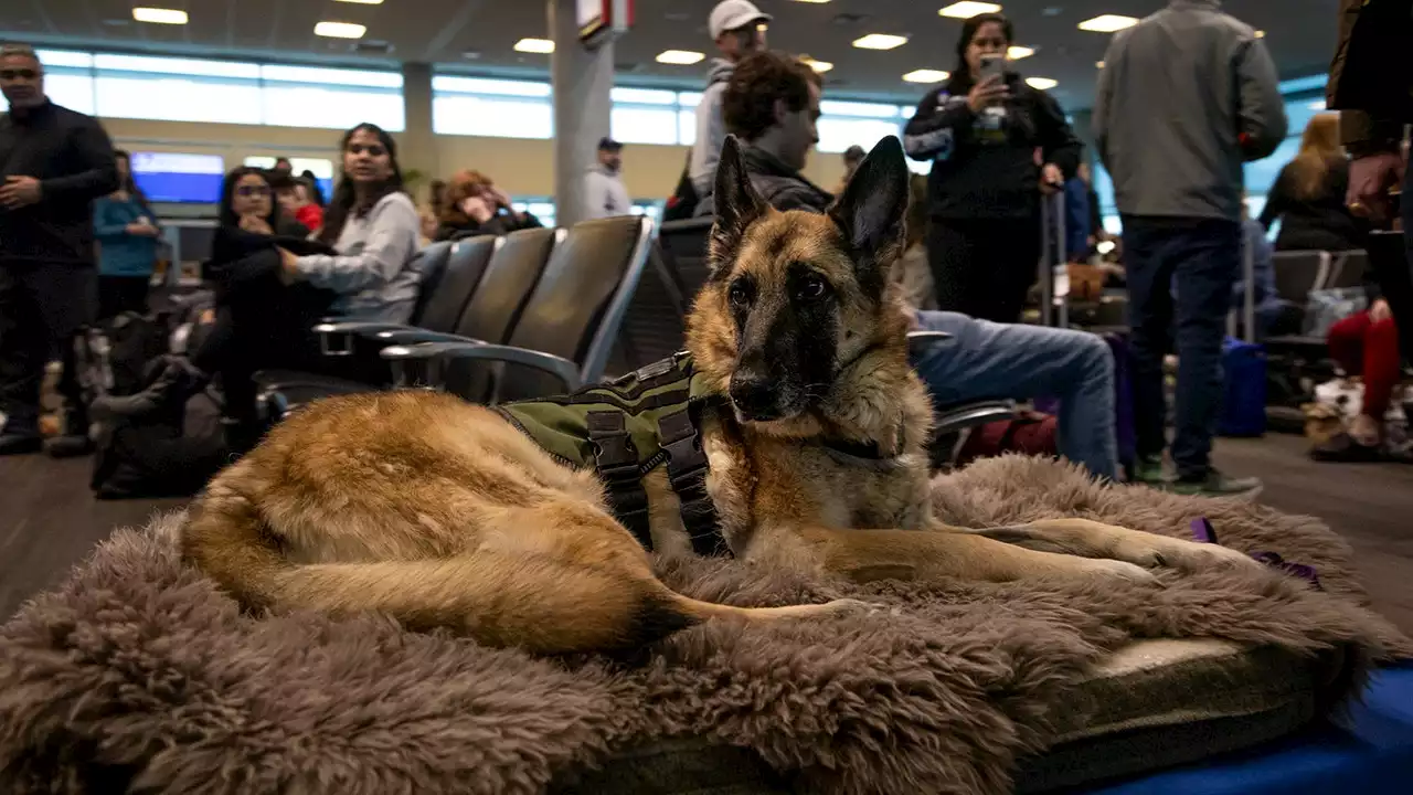 Dog that inspired legislation benefiting veterans is honored by Southwest Airlines on her final flight