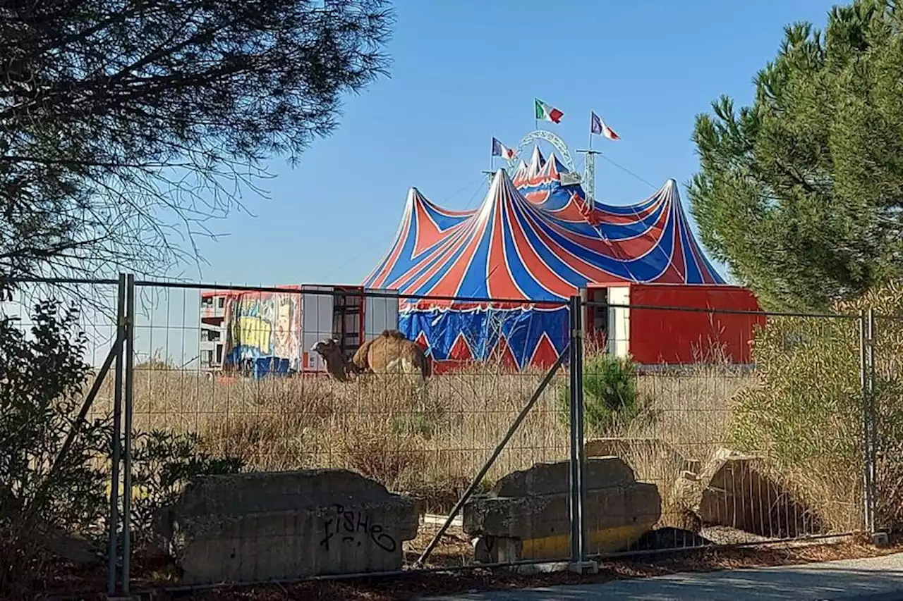 Un cirque s'installe à Marseille avec des animaux mais sans autorisation