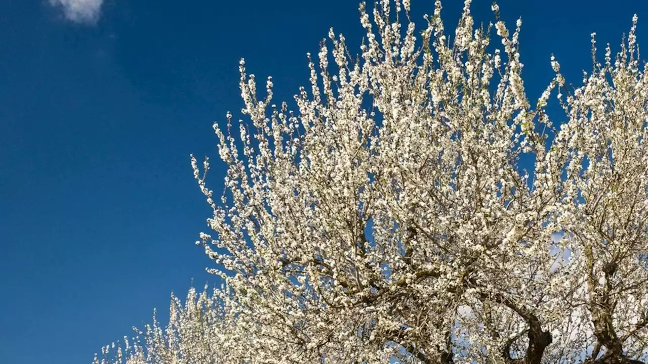 Die Mandelblüte lockt im Februar