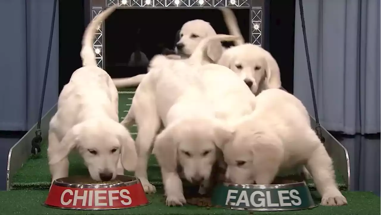 Puppies Predict Exactly How The Super Bowl Will Go Down On 'The Tonight Show'