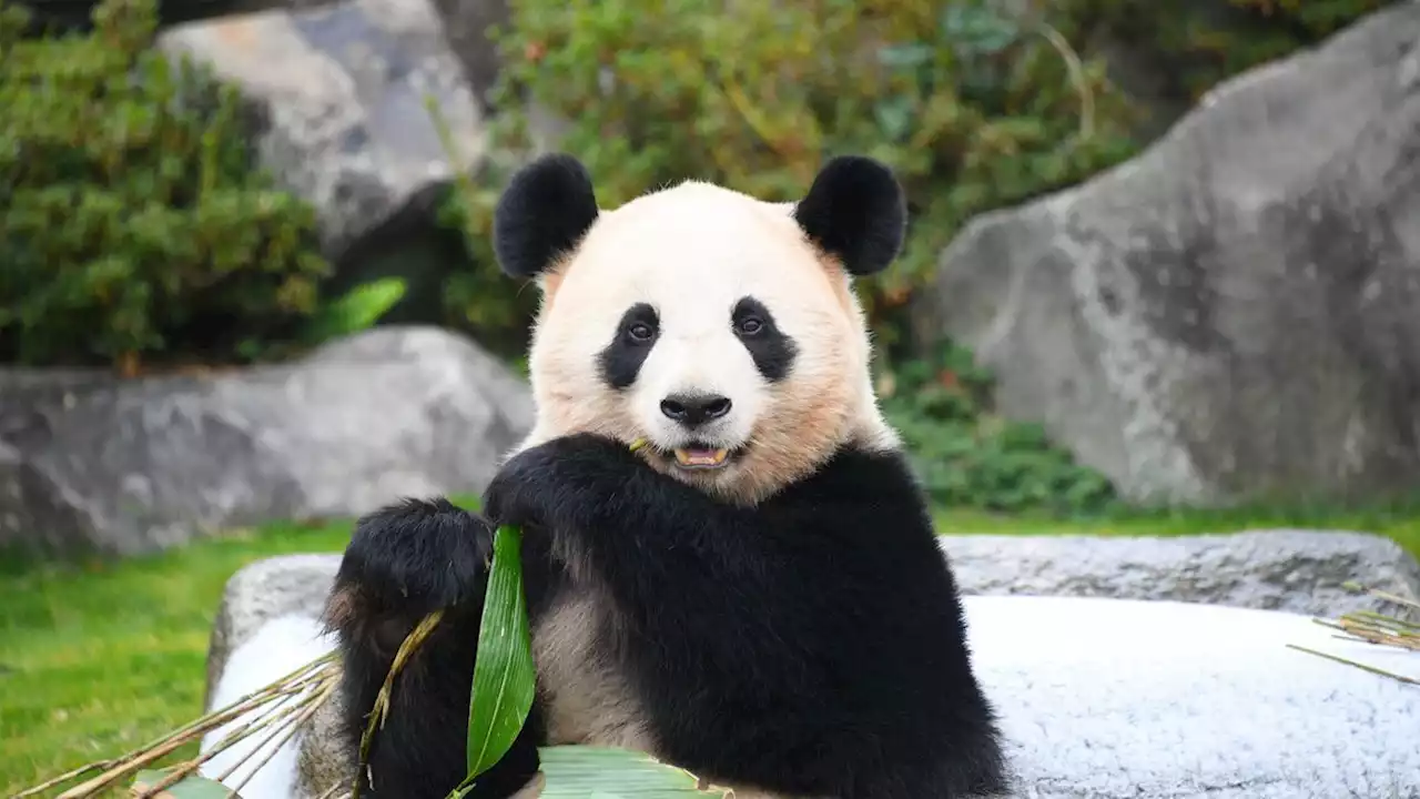 発情期にはヤギのように｢メェ～｣と鳴く…日本でいちばんパンダを育てる動物園が知る｢珍獣｣の意外な生態 - トピックス｜Infoseekニュース