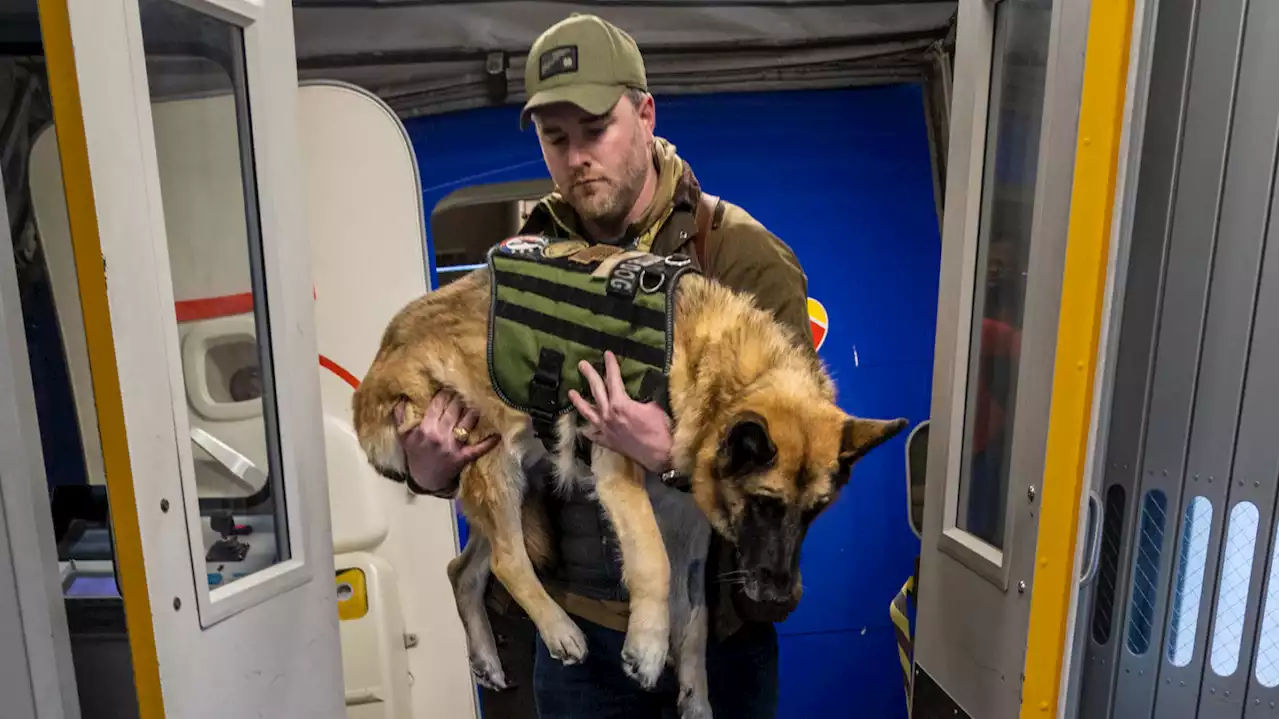 Beloved service dog honored by crew and passengers as she takes final flight home