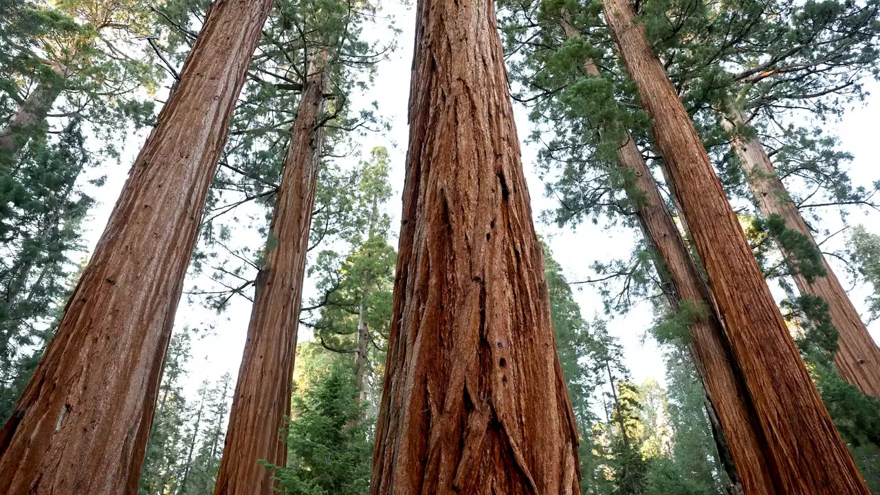 Sequoia National Park to restore access to the Giant Forest