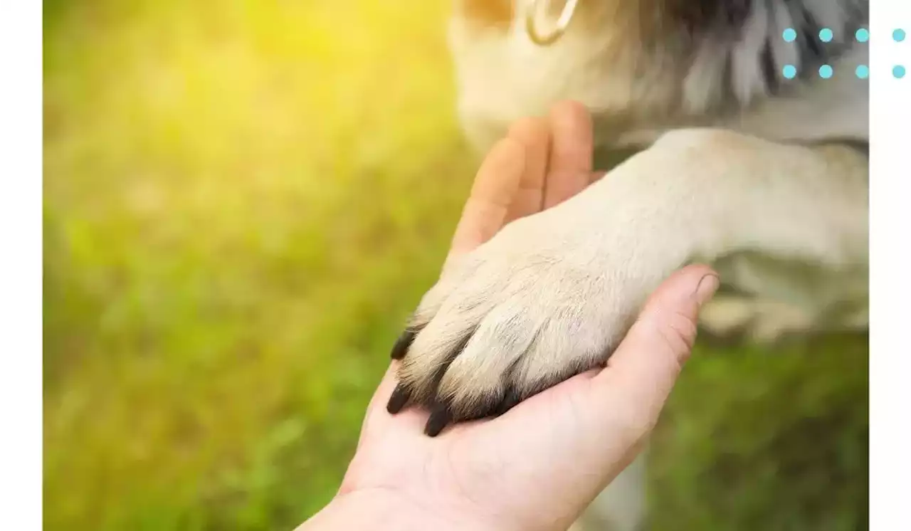 Maltratadores de animales deberán pagar multas de hasta $12 millones