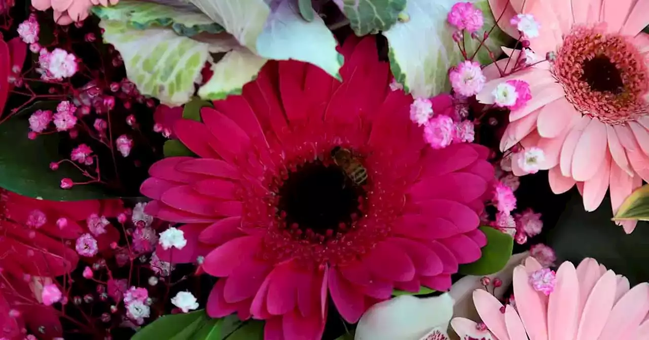 San Valentín: Las flores colombianas son las más solicitadas en Estados Unidos para la celebración