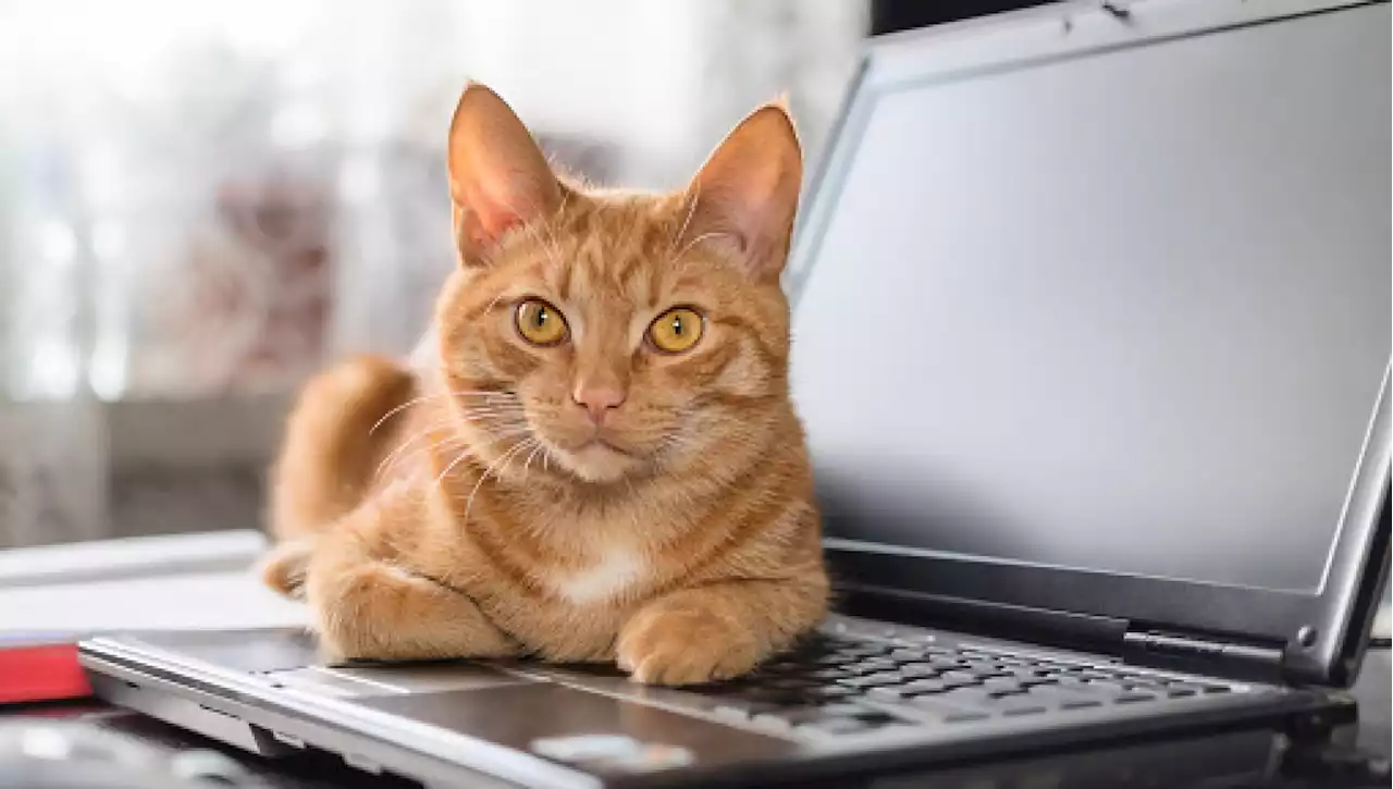 In Inghilterra un gatto acquista rosmarino online sedendosi sulla tastiera del pc