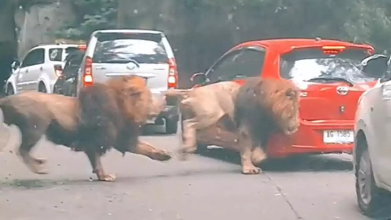 Video Viral Singa Seruduk Mobil Diduga Terjadi di Taman Safari Prigen