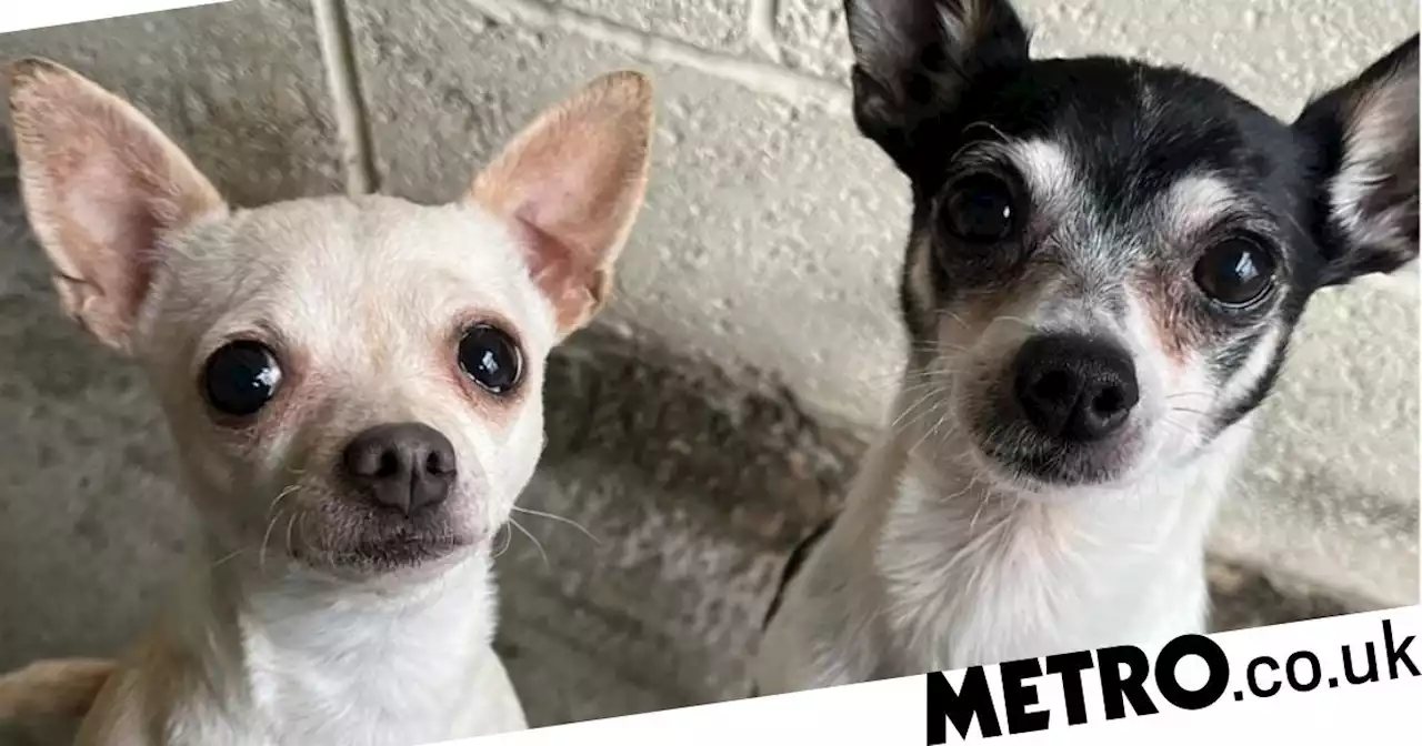 Dogs were left without food and water while owners went on holiday