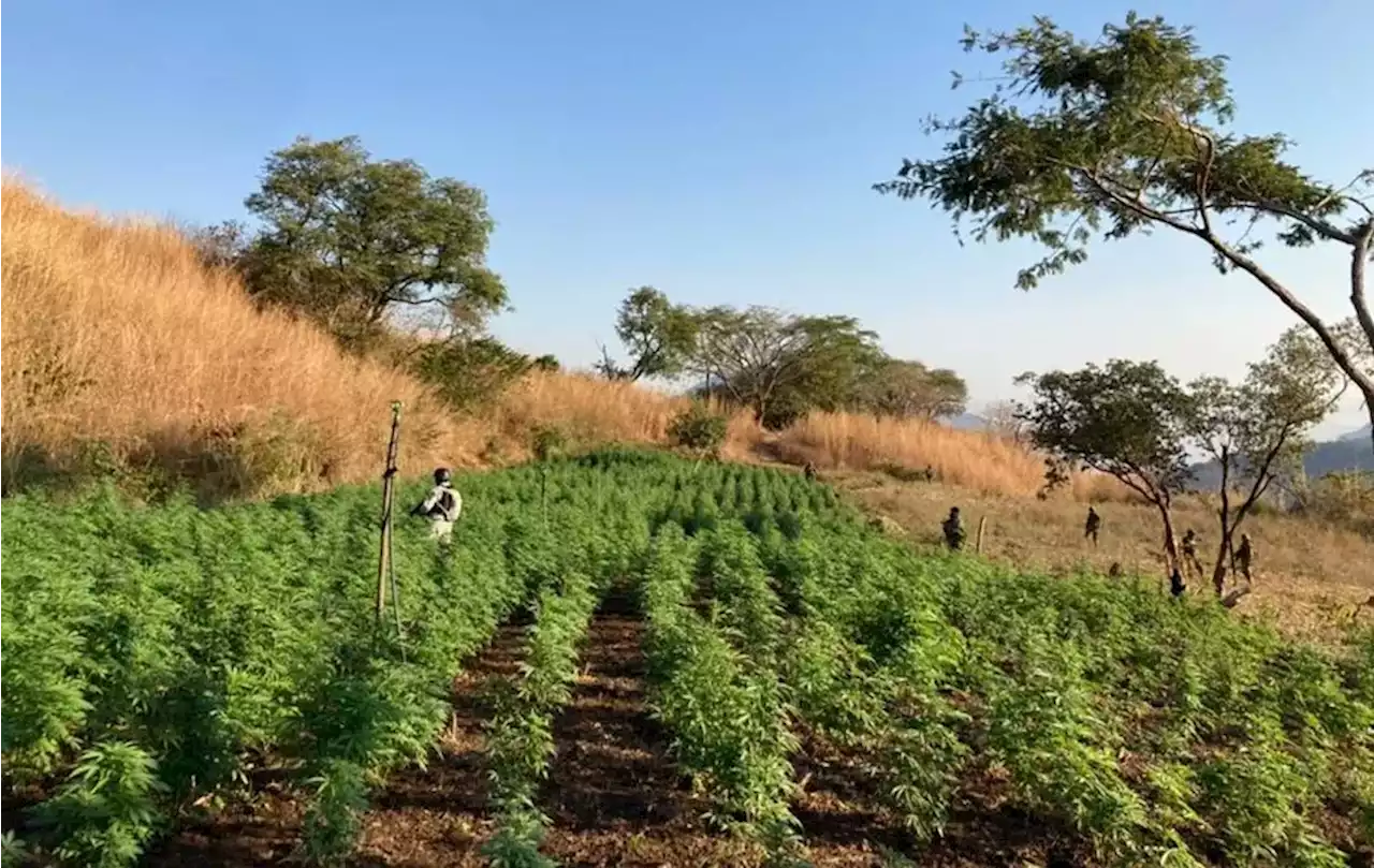 En Michoacán, localizan y destruyen sembradíos de marihuana