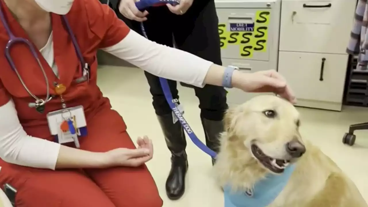 ‘Doctor Magic': Therapy Dog Treats Patients, Staff at Kaiser Santa Rosa Medical Center