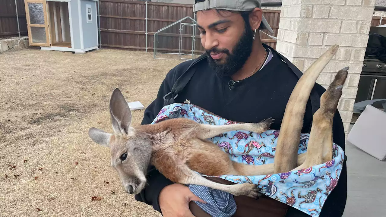 Kangaroo Seen Hopping Through Prosper Neighborhood Recaptured