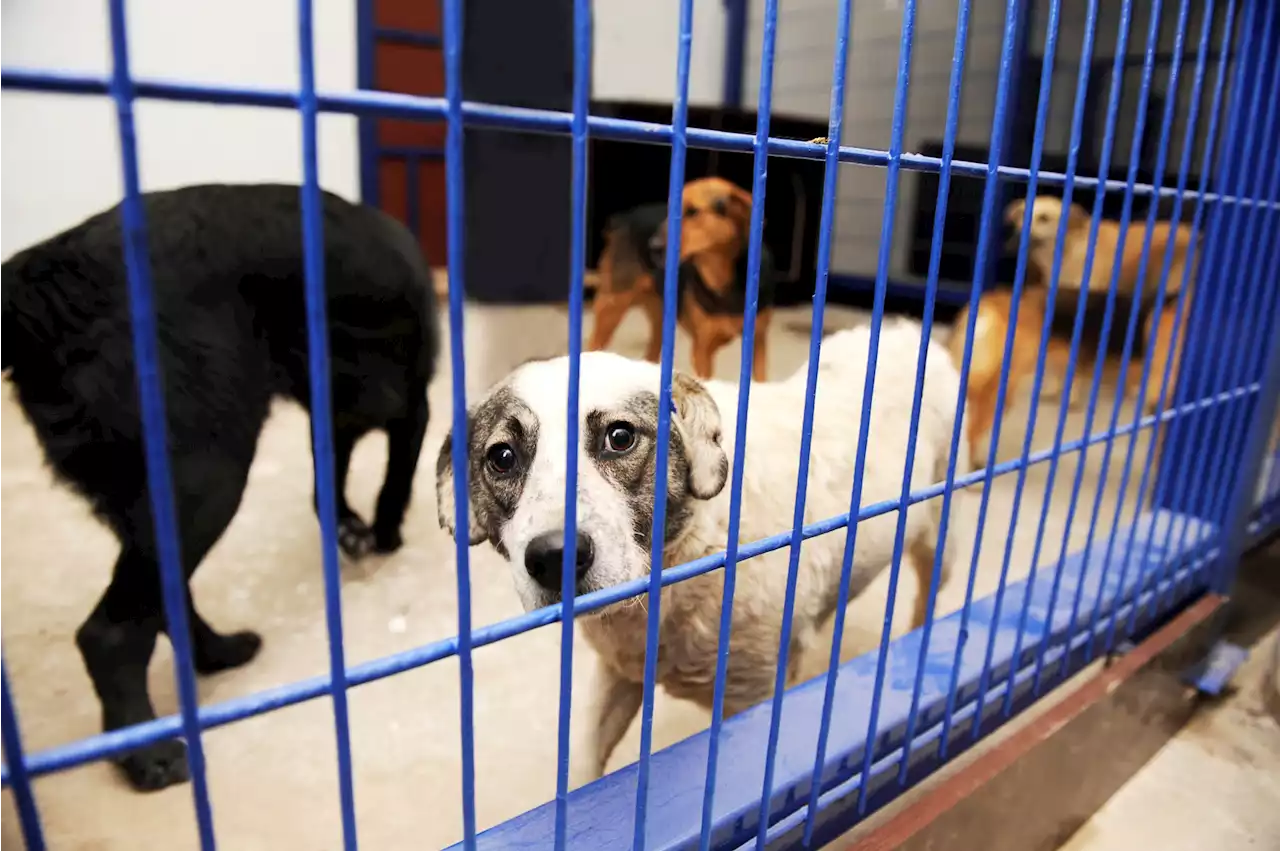 Corona Assemblyman Introduces ‘Bowie's Law' in Attempt to Save Healthy Animals From Being Euthanized at Shelters