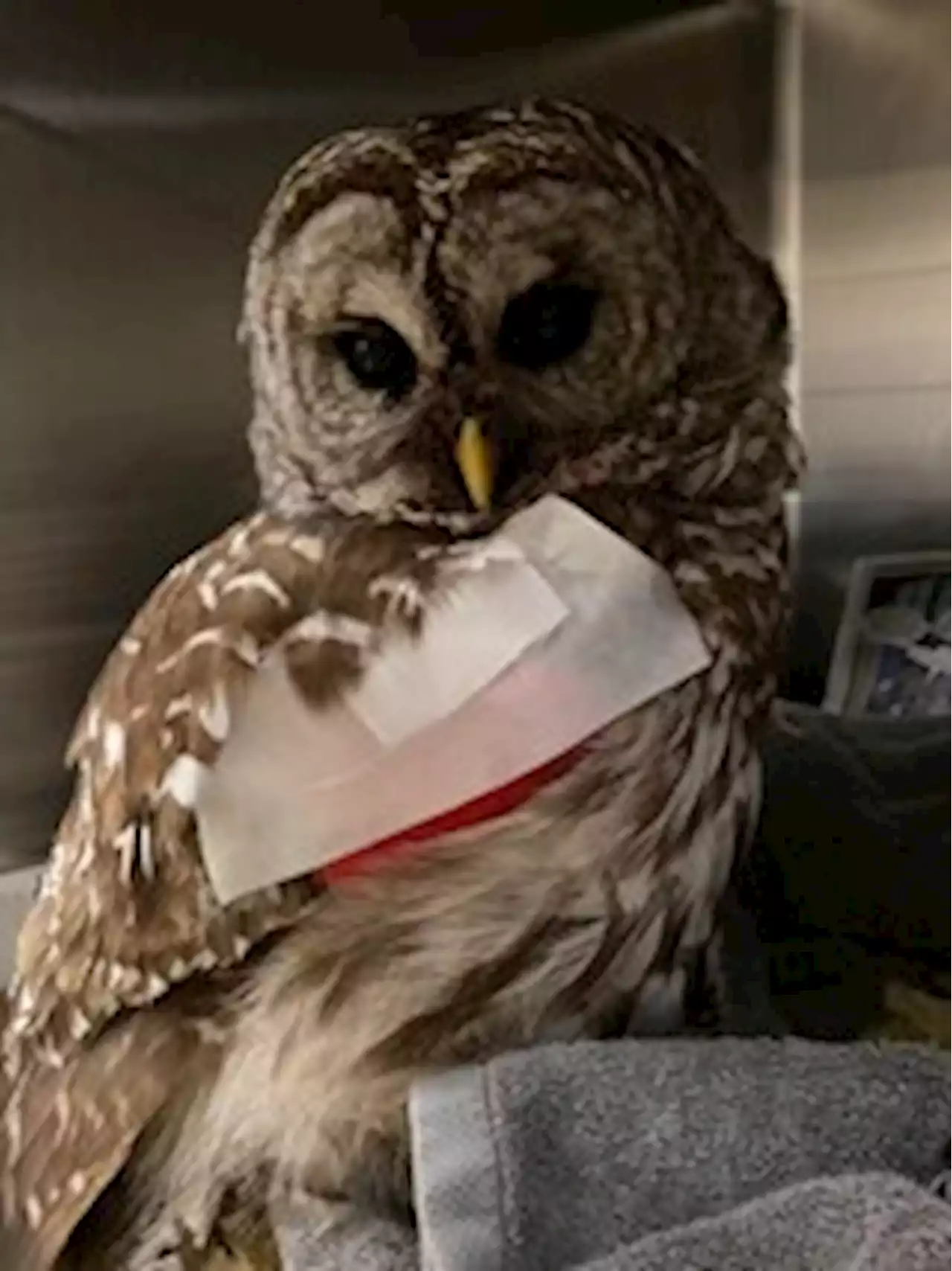 A barred owl and a bald eagle were badly hurt, rescued in Virginia