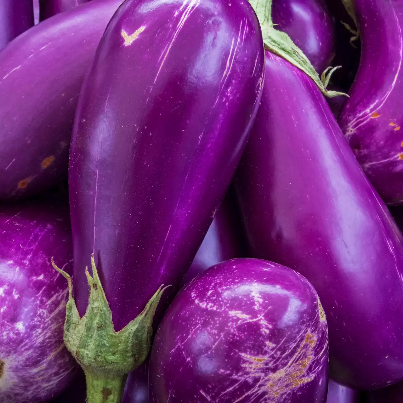 Jardinage : tout ce qu’il faut savoir sur le semis d’aubergine