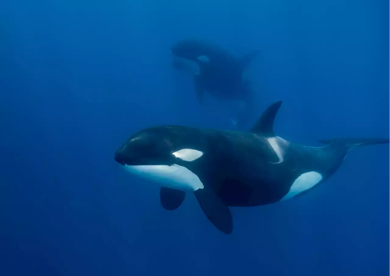 Killer Whale Moms Often Stop Having Kids To Take Care Of Their Needy Adult Sons