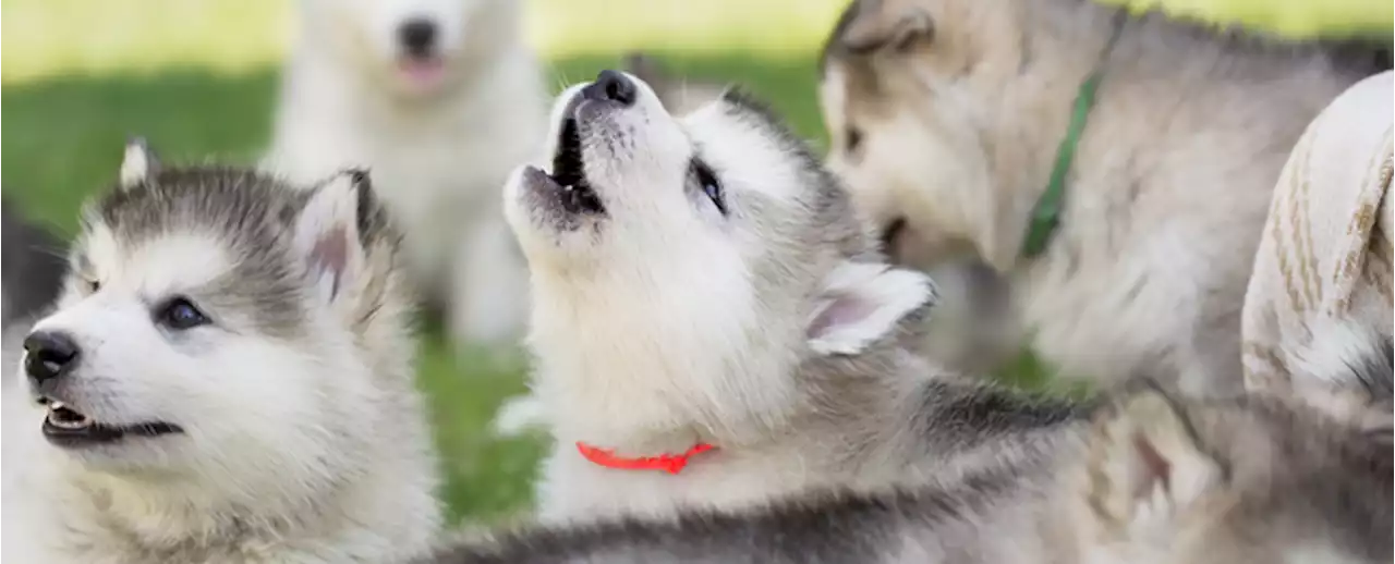 Adorable Study Tests How Dogs Respond to Wild Wolf Calls - And, Yes, There's Footage