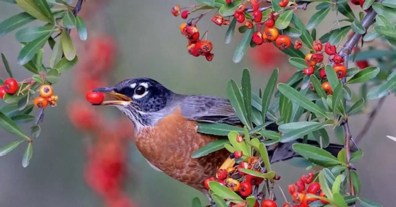 Column: Robins are flocking to San Diego — and no one knows why