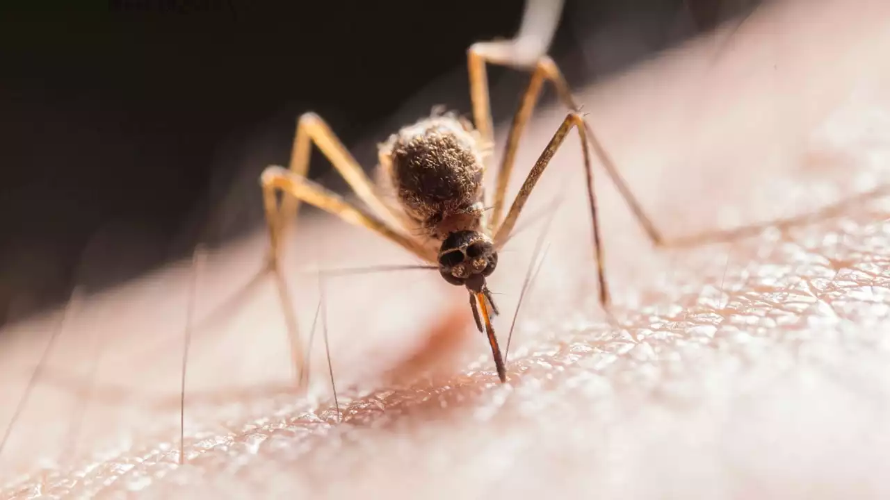 Deadly mosquito virus detected in South Australia for the first time