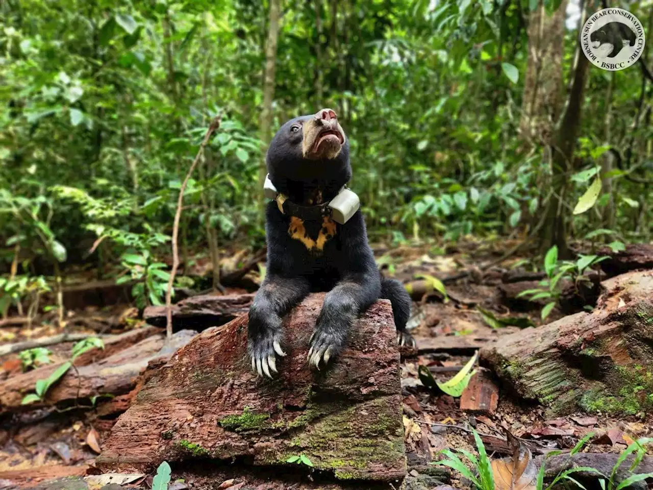 Joy and sadness: Bornean conservation centre releases sun bear Sika into the wild