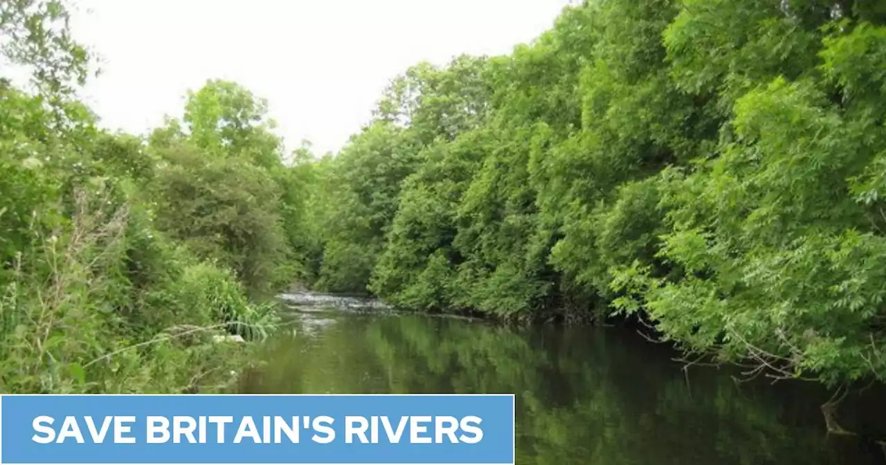 Only 6% of Britain's rivers on course to be healthy by 2027 as UK’s firms pump more raw sewage