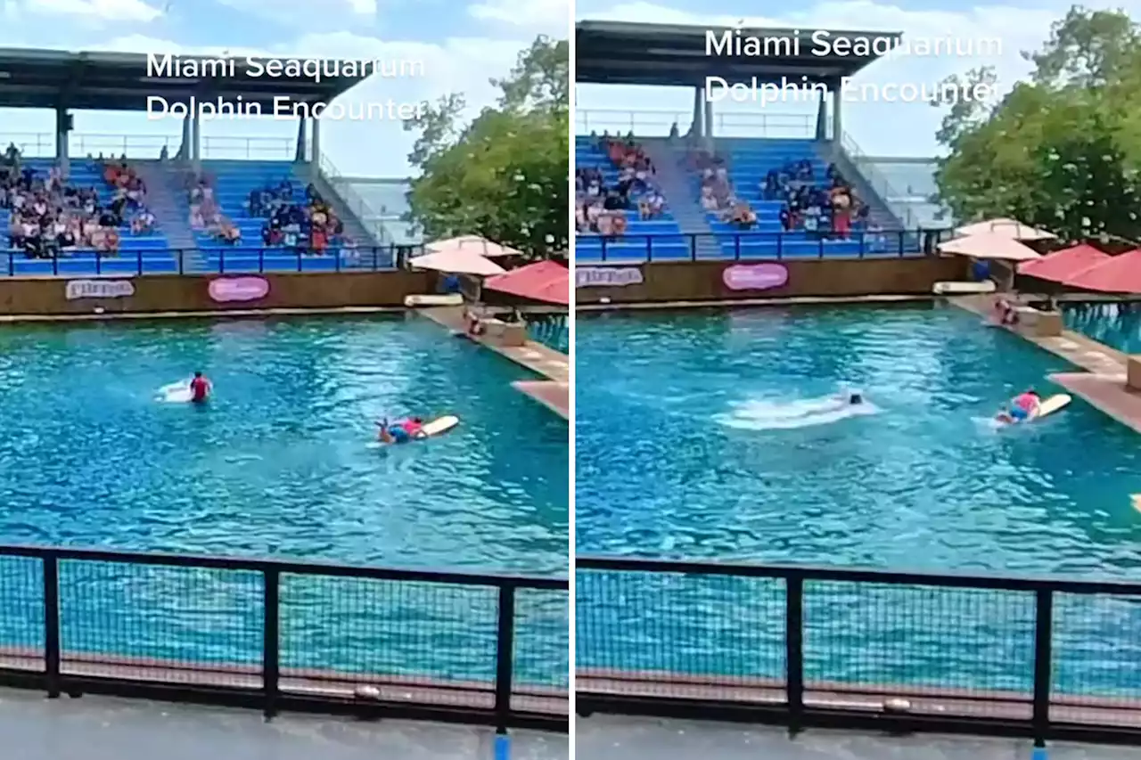 Terrifying moment dolphin attacks trainer in front of families at Miami park