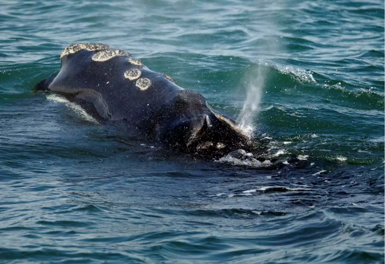 Lobster fishers sue to block closure meant to aid whales