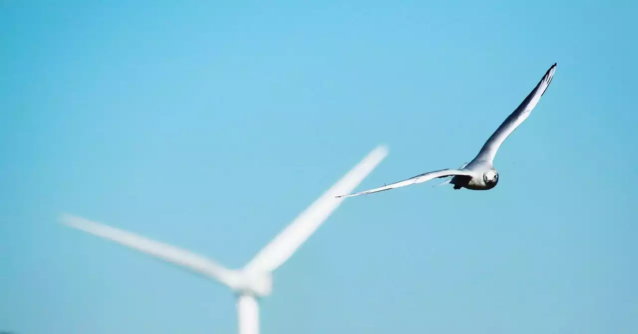 Wanted: Dead Birds and Bats, Felled by Renewables