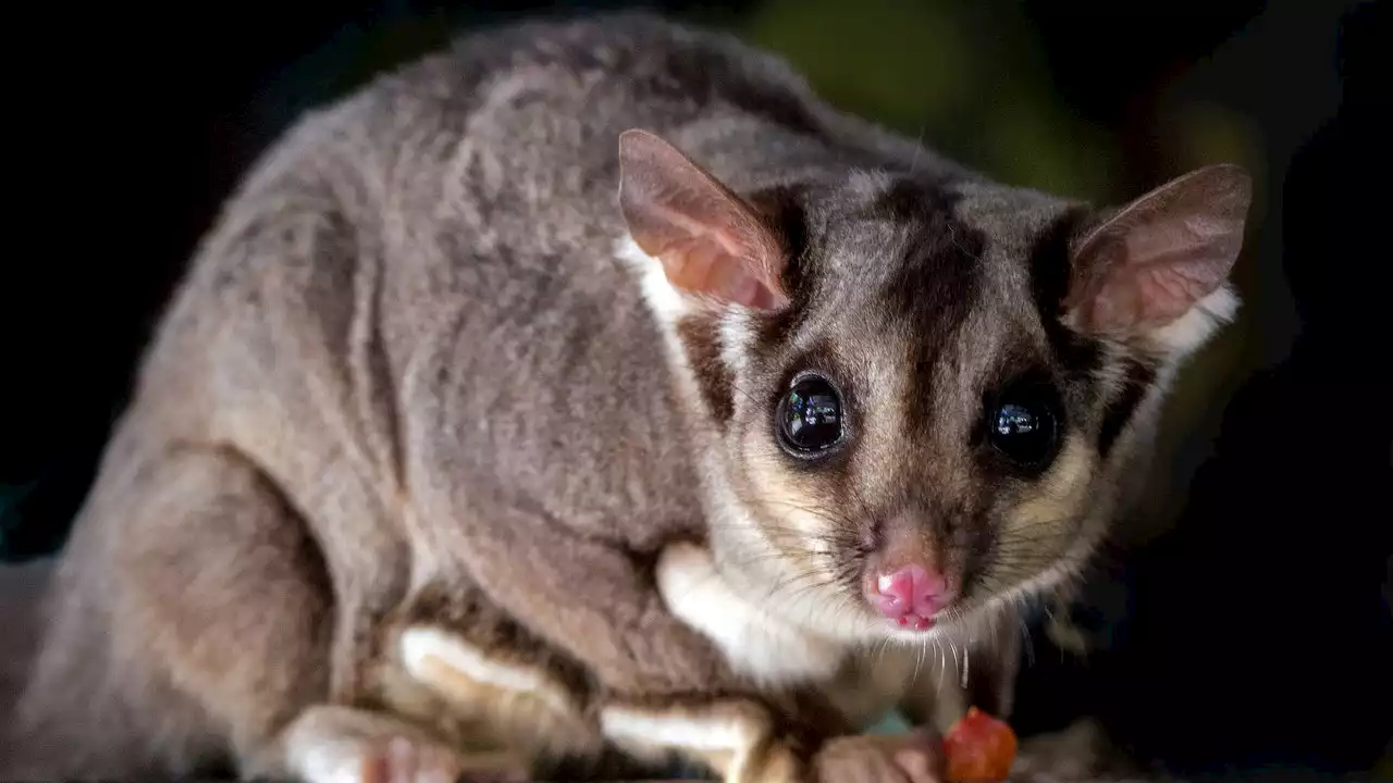 Quolls del norte, los marsupiales en riesgo de extinción por exceso de relaciones sexuales