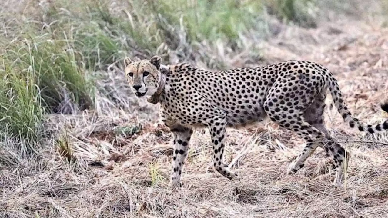 100 cheetahs sent to India from South Africa in attempt to repopulate the species