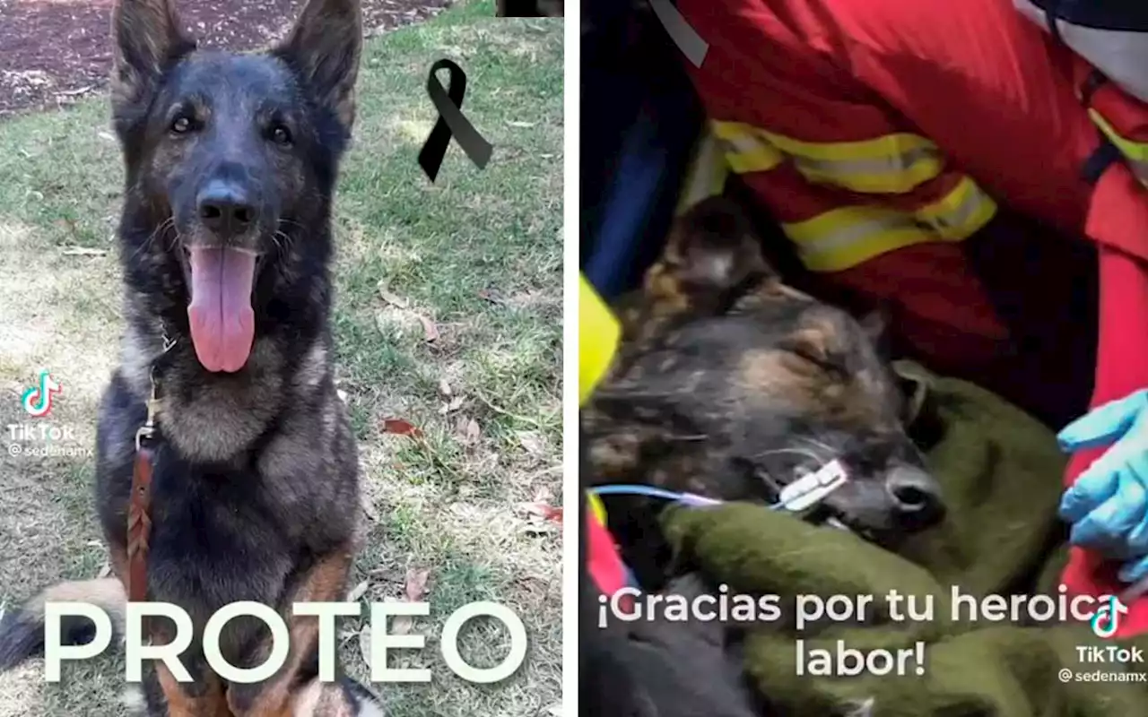 Muere 'Proteo', perro rescatista mexicano en Turquía | Video