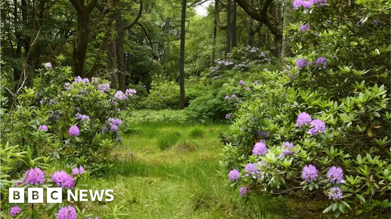 Community to tackle Marsden Moor rhododendron invaders