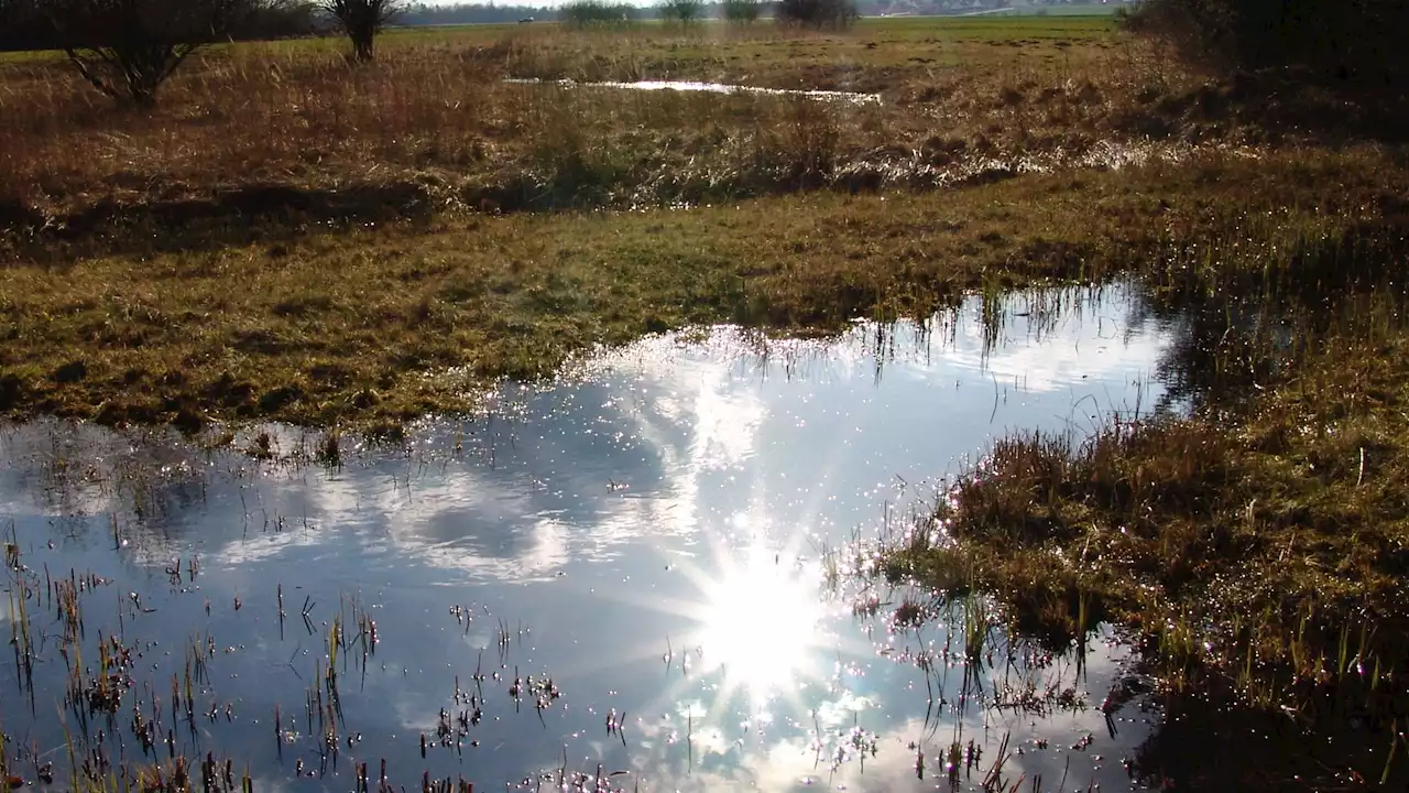 Tschüss Bekassine: Kaum Fortschritte beim Moorschutz in Bayern