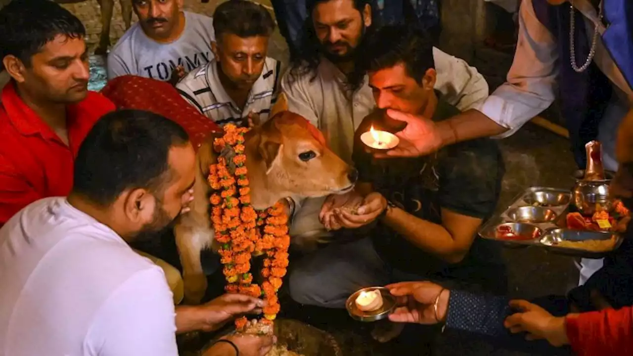 India tried to rebrand Valentine's Day as 'Cow Hug Day.' Here's how it went | CNN