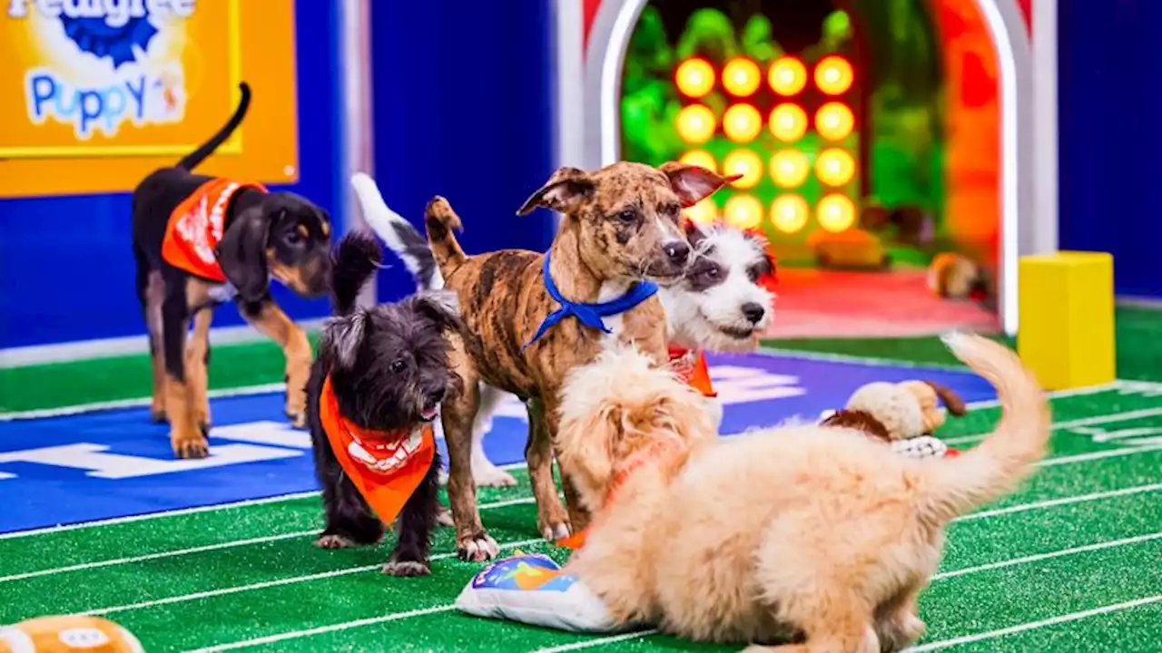 Watch 122 rescue dogs face off in this year's Puppy Bowl | CNN