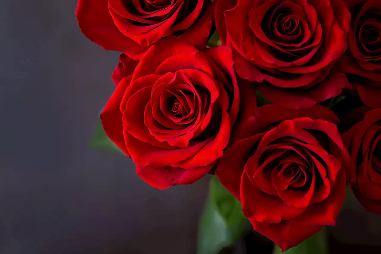 How to keep your Valentine roses for a longer period of time