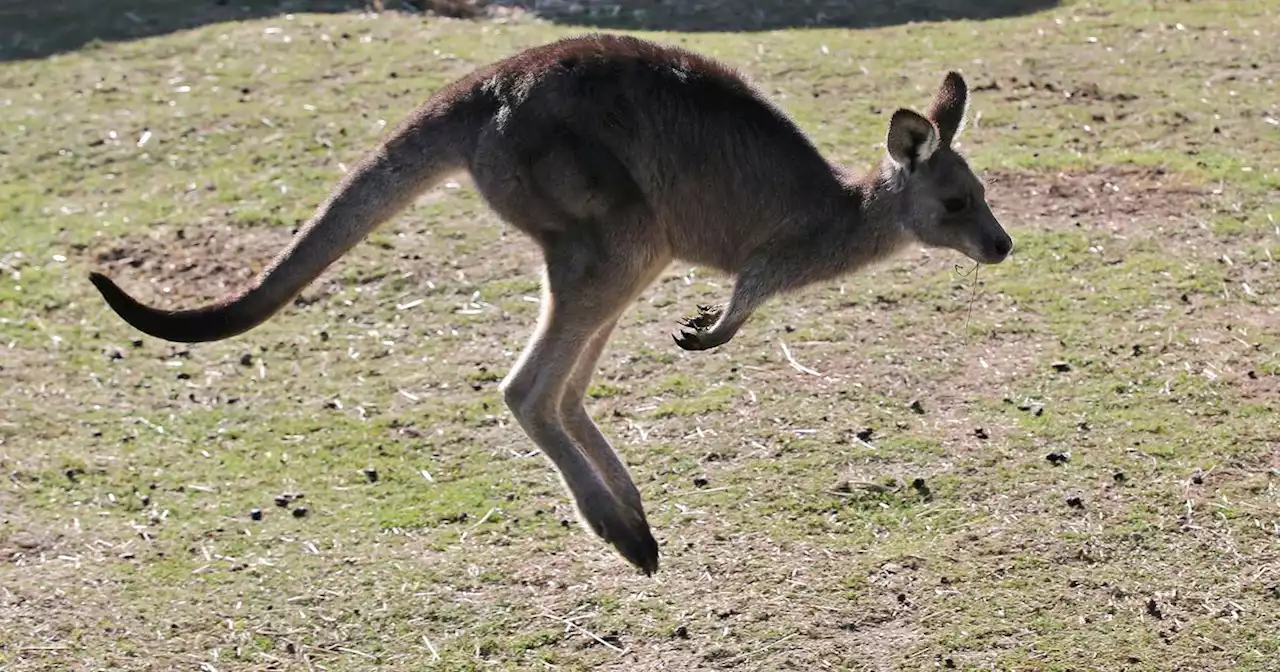 Pet kangaroo reunited with owner after hopping through Prosper neighborhood