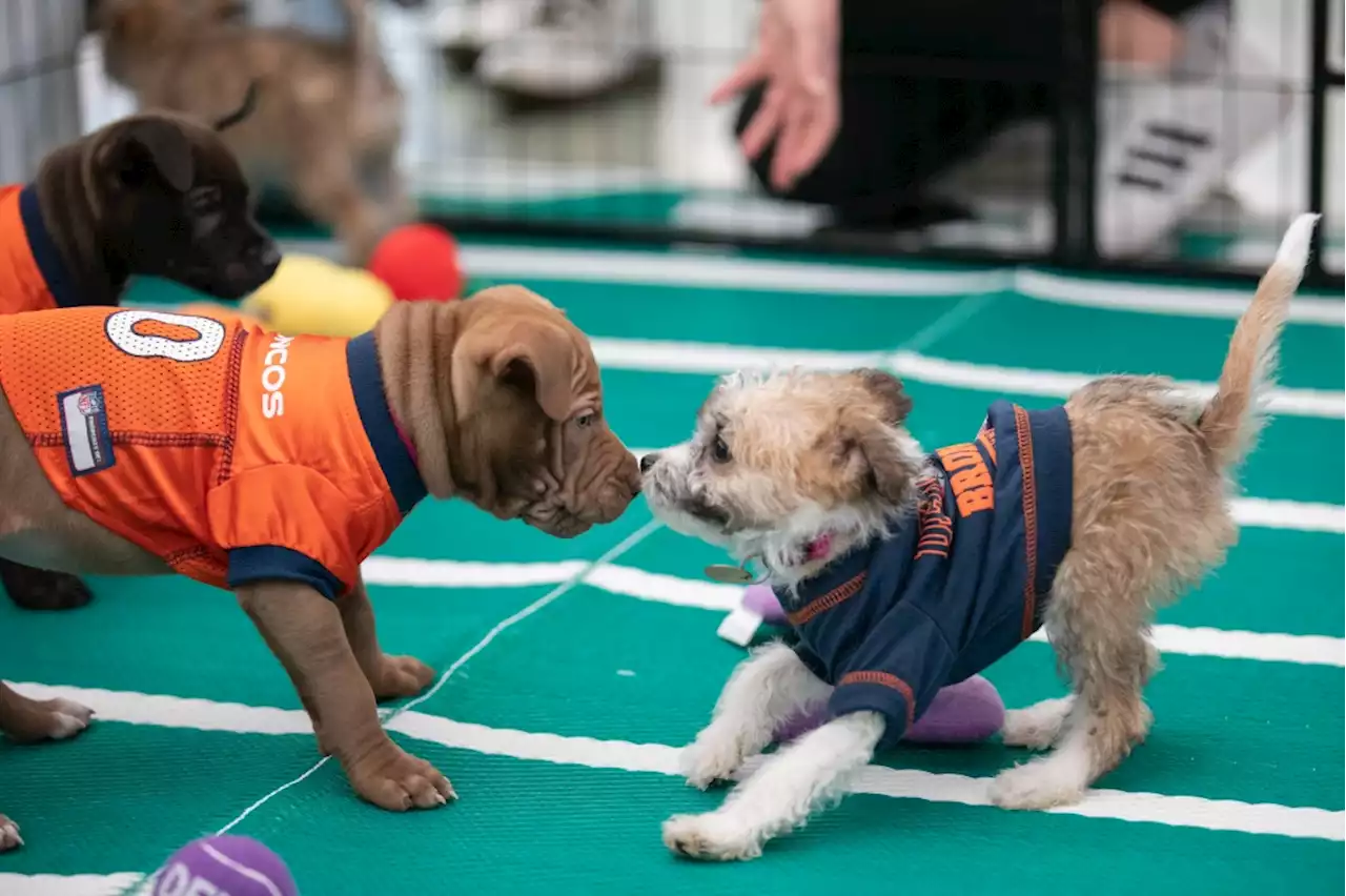 Mile High Puppy Bowl, Valentine’s Flea, Black History Month, and more things to do this weekend