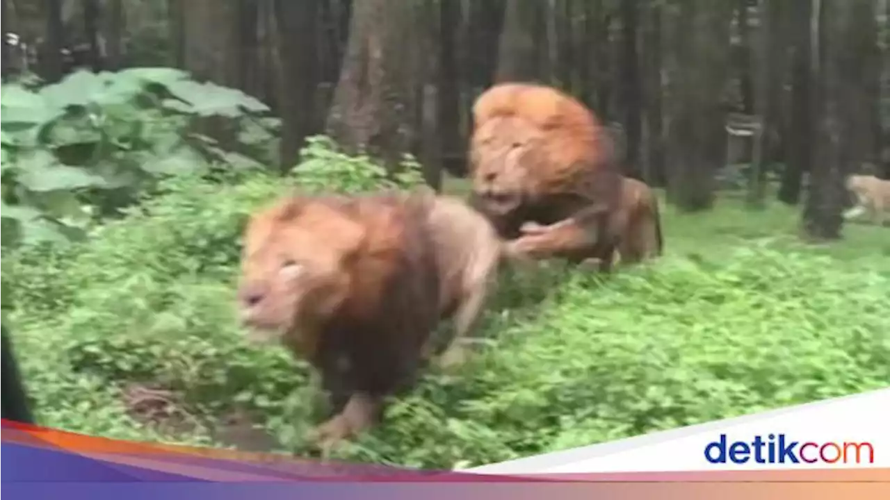 Taman Safari Jamin Mobil Pengunjung yang Diseruduk Singa Dapat Asuransi