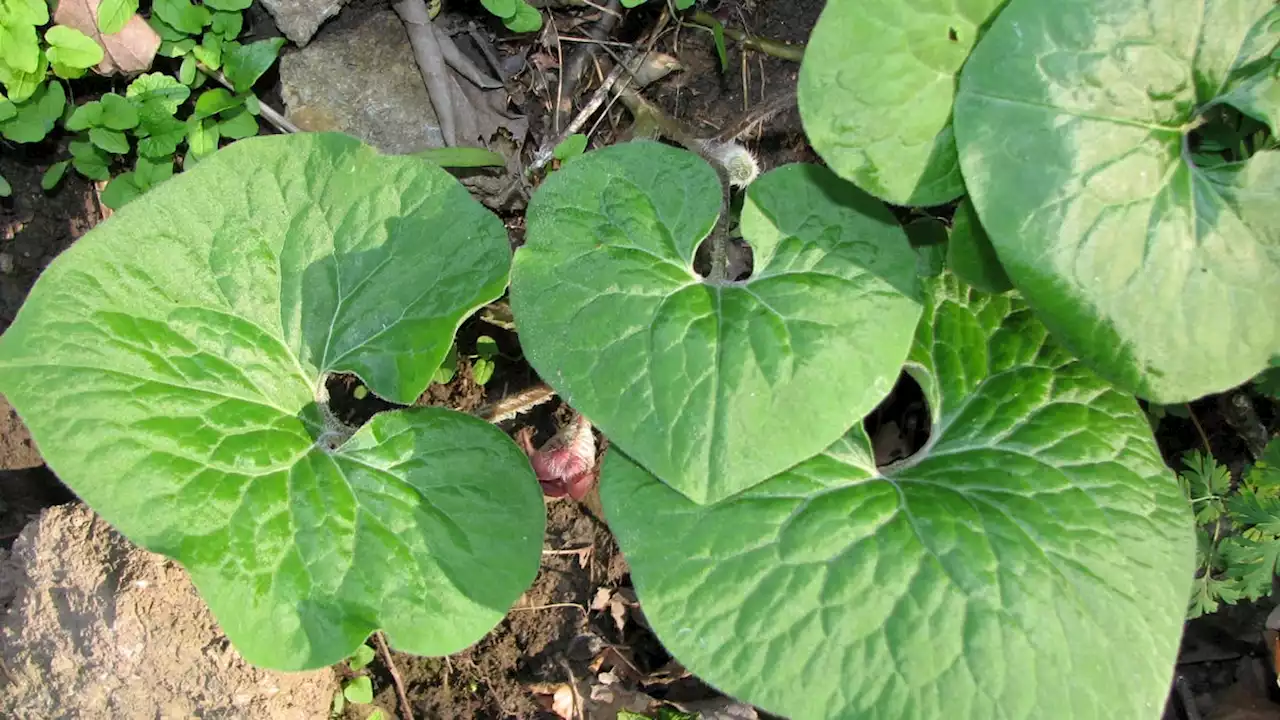 Native plant: Wild ginger suited to damp, shady spots in the garden