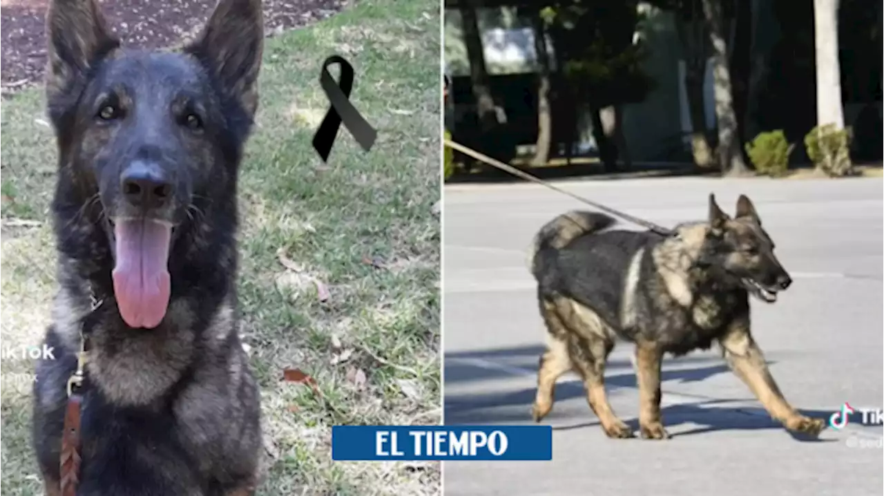 Terremoto en Turquía: muere uno de los perros rescatistas enviados por México