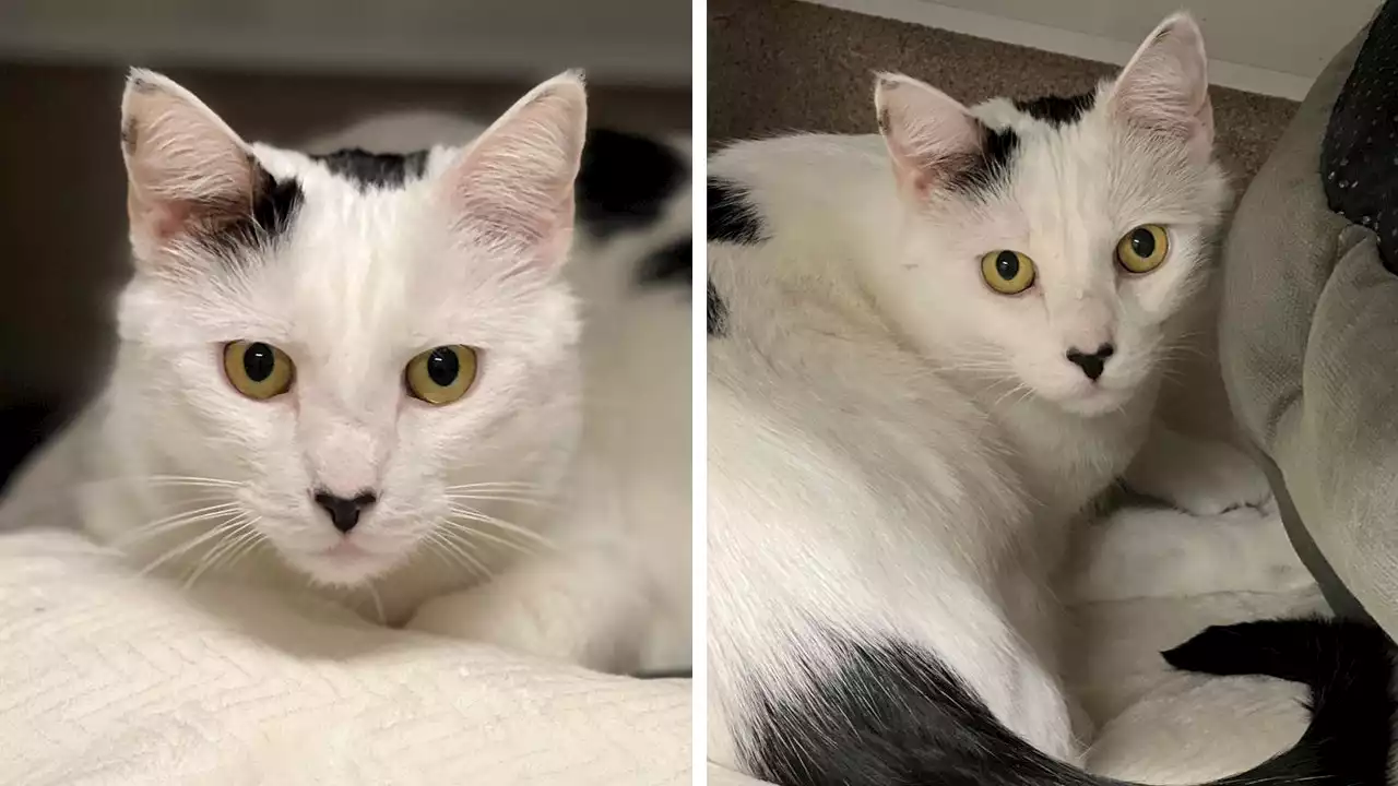 New York cat named Moo Moo seeks loving home in time for Valentine's Day