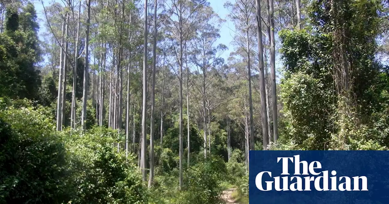 NSW forests face uncertain future as ‘desperation’ builds over major parties’ inaction over logging