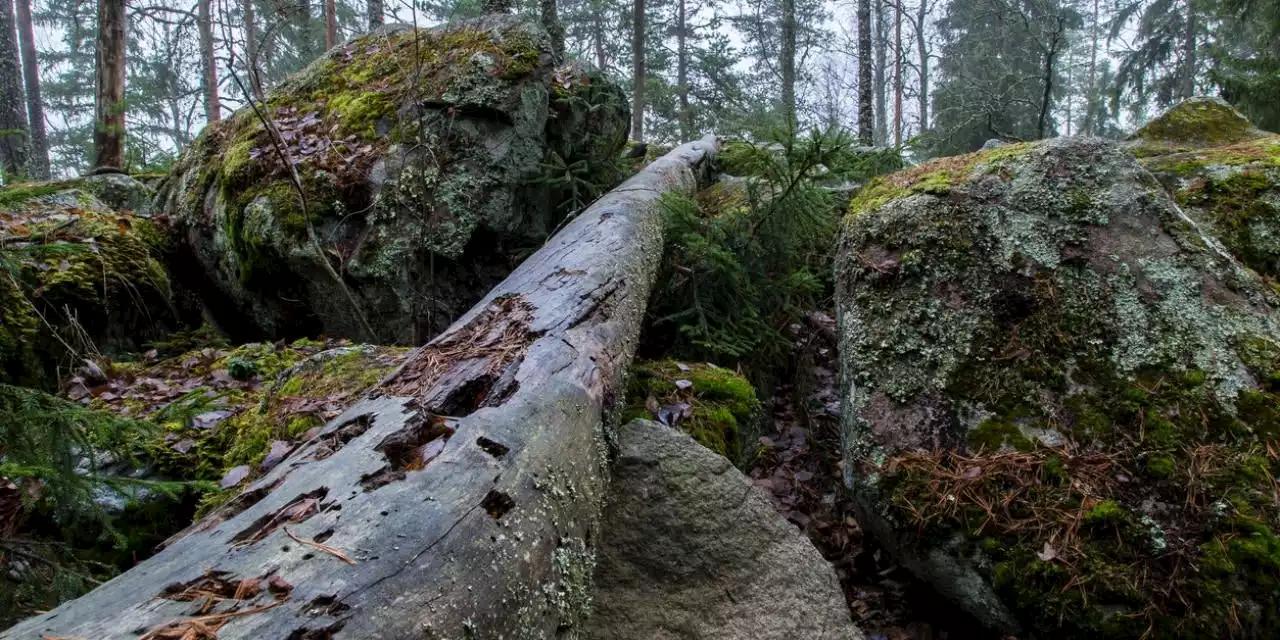 Mann bei Forstarbeiten in Wald von Baum erschlagen