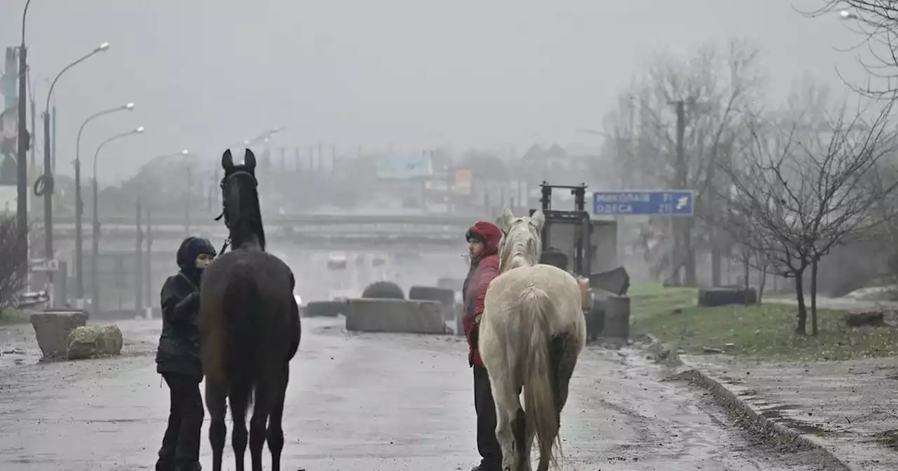 Irish volunteers bring medicine and feed for hundreds of Kyiv’s horses