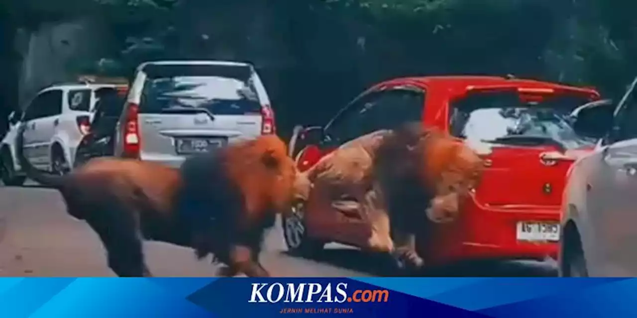 Viral, Video Singa Tabrak Mobil Pengunjung Taman Safari Prigen Pasuruan, Pengelola Enggan Komentar