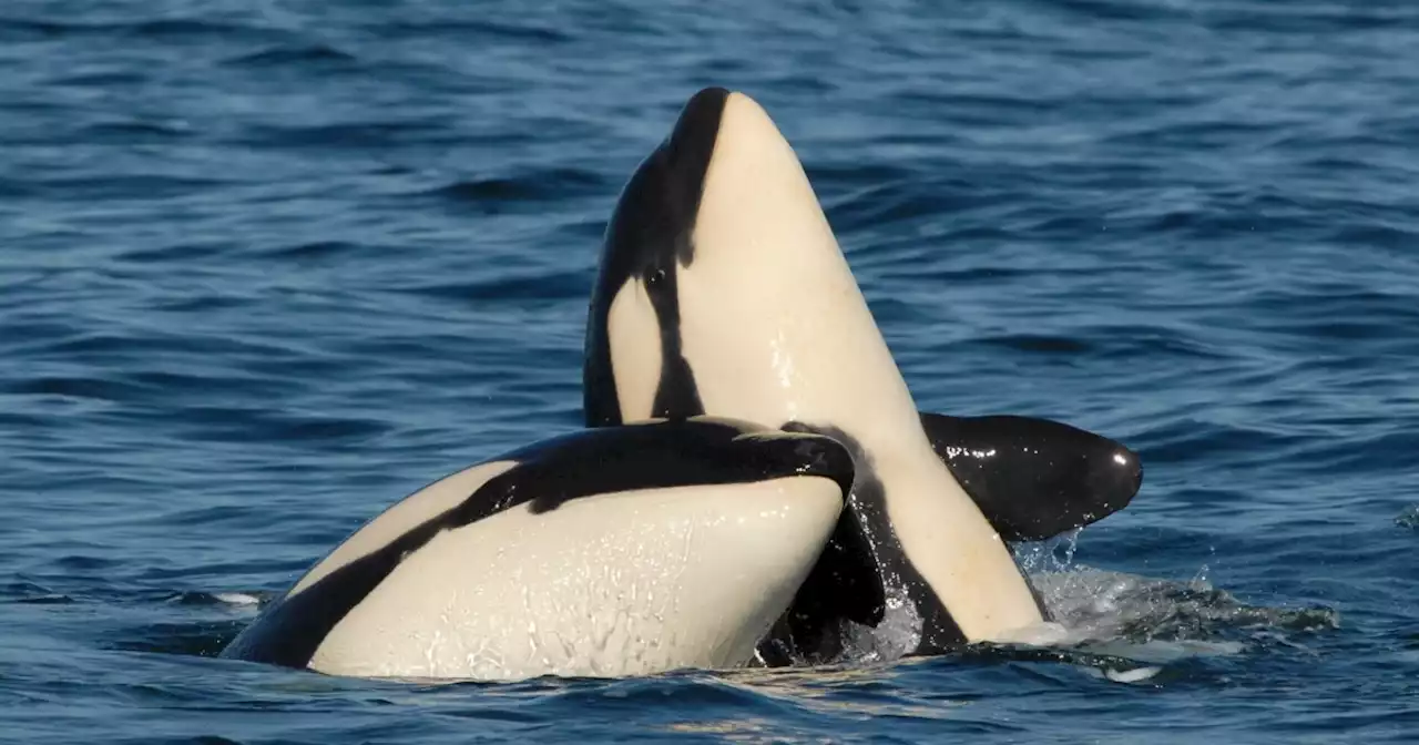 Killer whale moms are still supporting their adult sons — and it's costing them