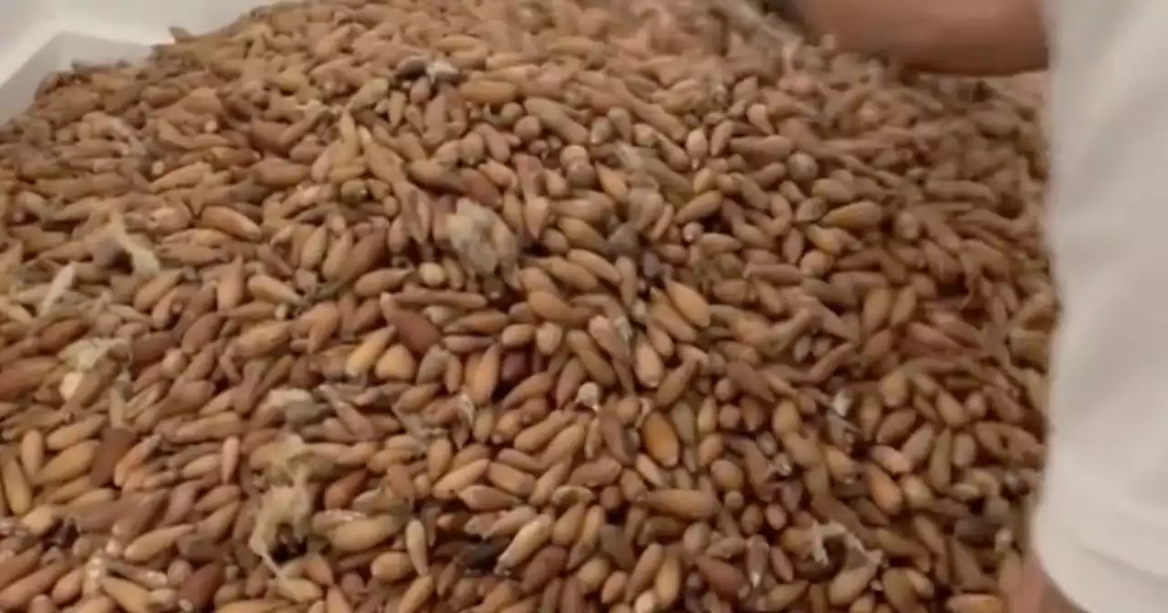 Woodpeckers went nuts, stashing 700 pounds of acorns in the wall of a California home