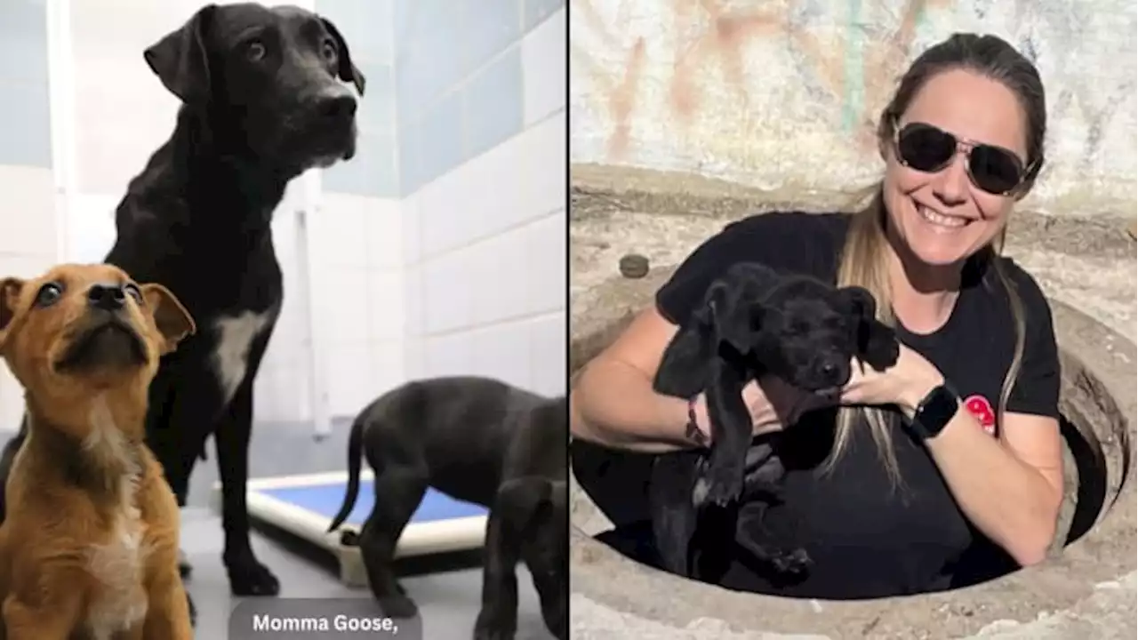 ‘Not-so-great adventure’: Puppy rescued from city storm drain, reunited with family