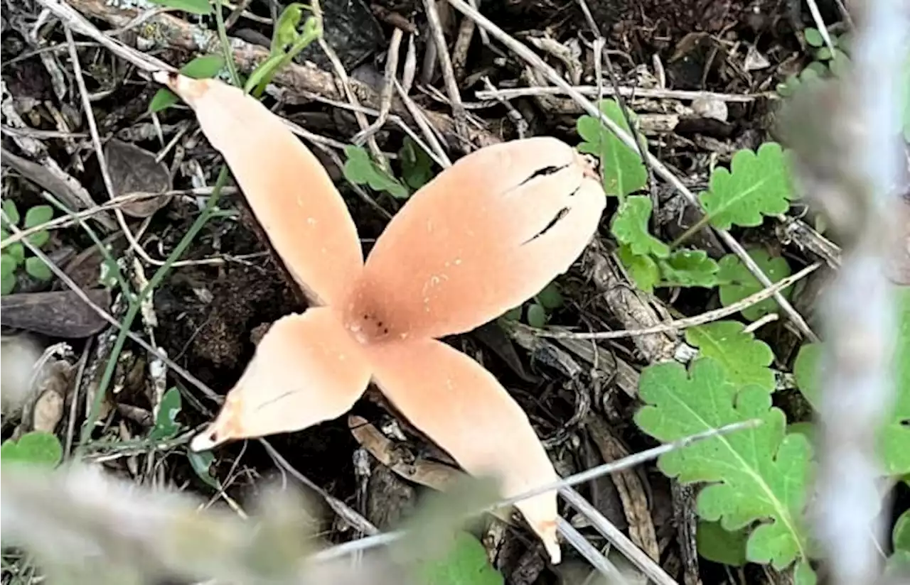 Rare hissing, spore-spewing mushroom found at Texas state park, officials say